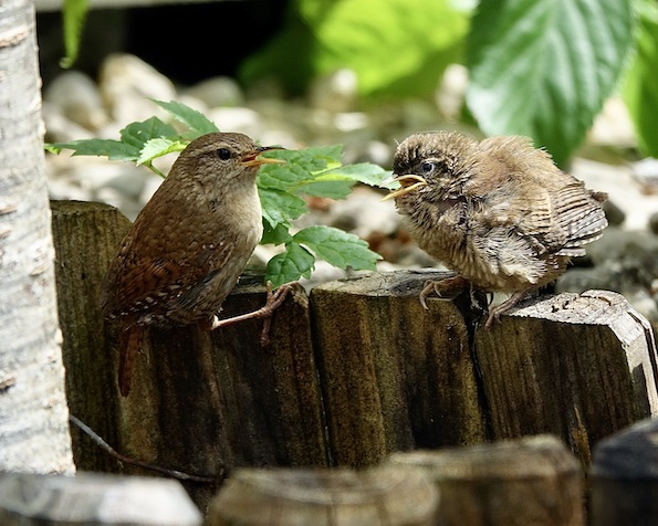 wrens nest